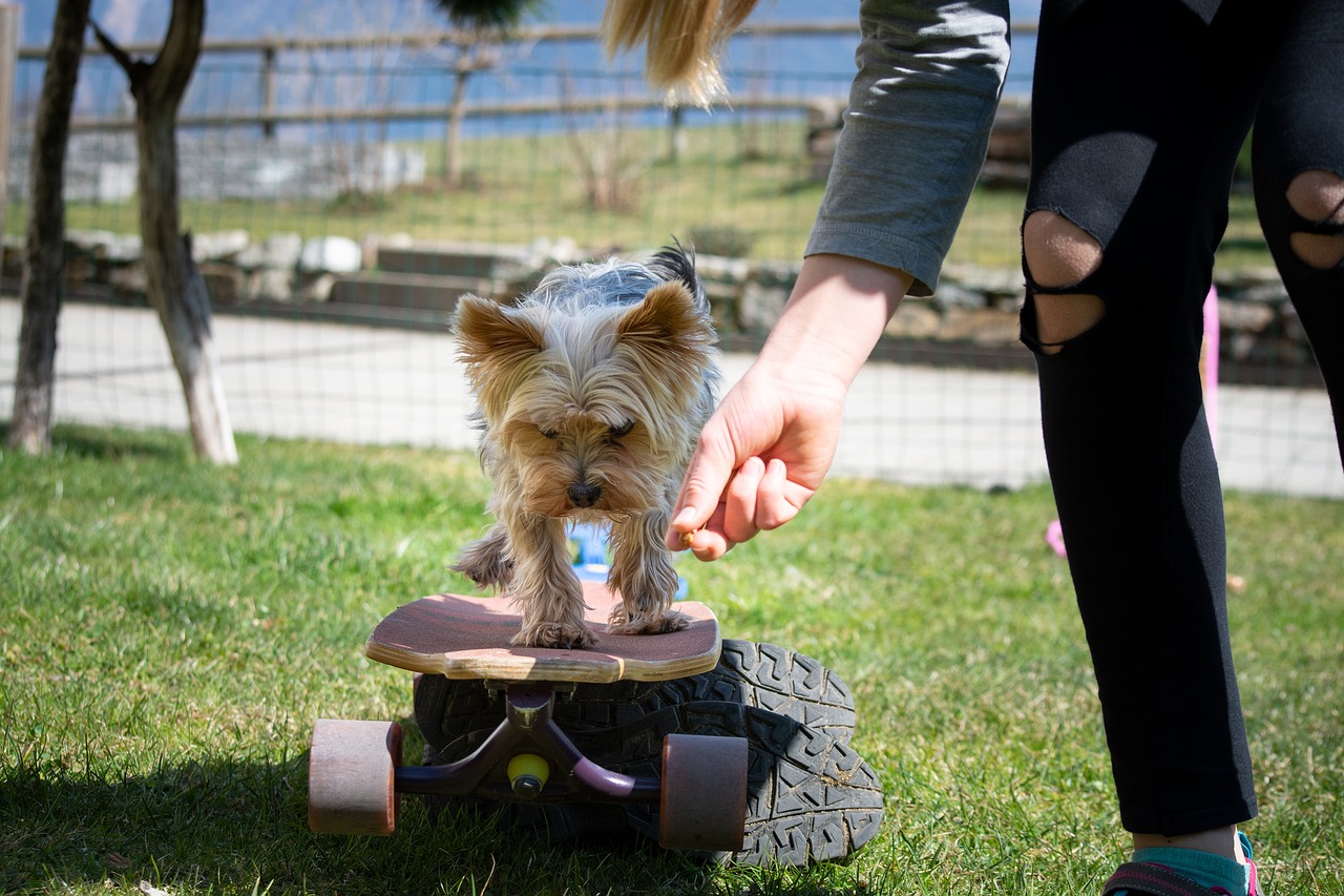 Tips for Training Your Pet to Use a Clicker